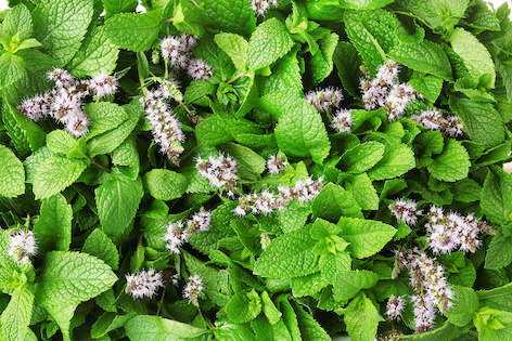Menthol