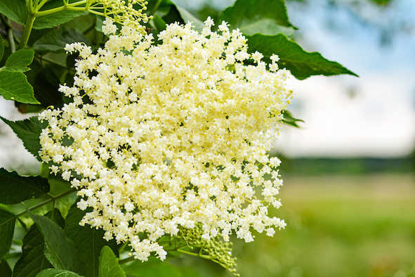 Holunderblüten