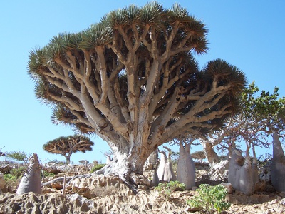 Dragon'Blood Baum