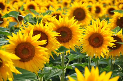 Sonnenblumenöl in kosmetischen Produkten