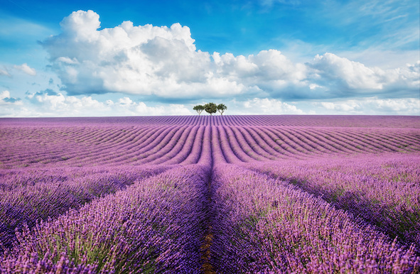 Lavendel