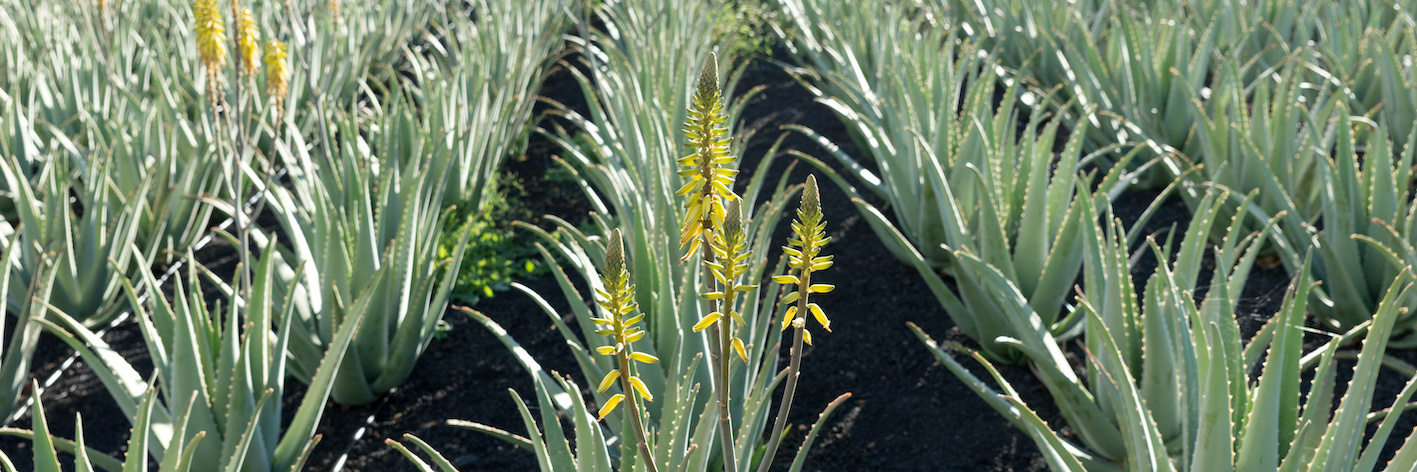 Aloe Vera in Cremen