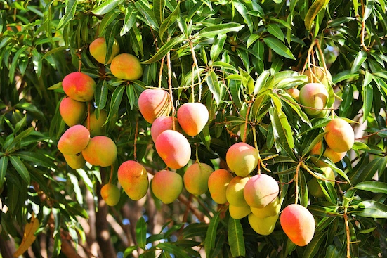 Mangoöl
